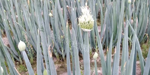 大蔥起苔咋處理?大蔥抽苔怎么去除?