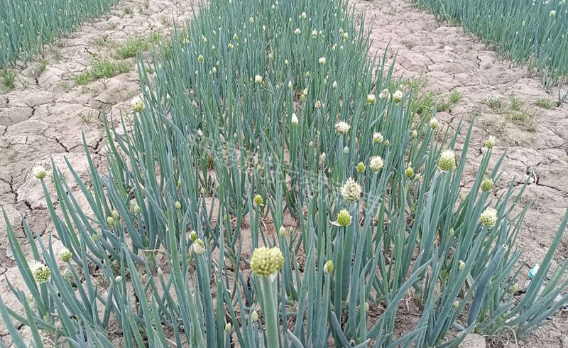 抽苔的蔥株
