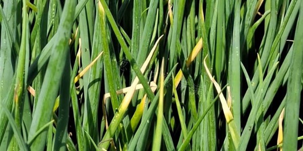 大蔥上的小白點是什么?如何預防大蔥薊馬蟲害?