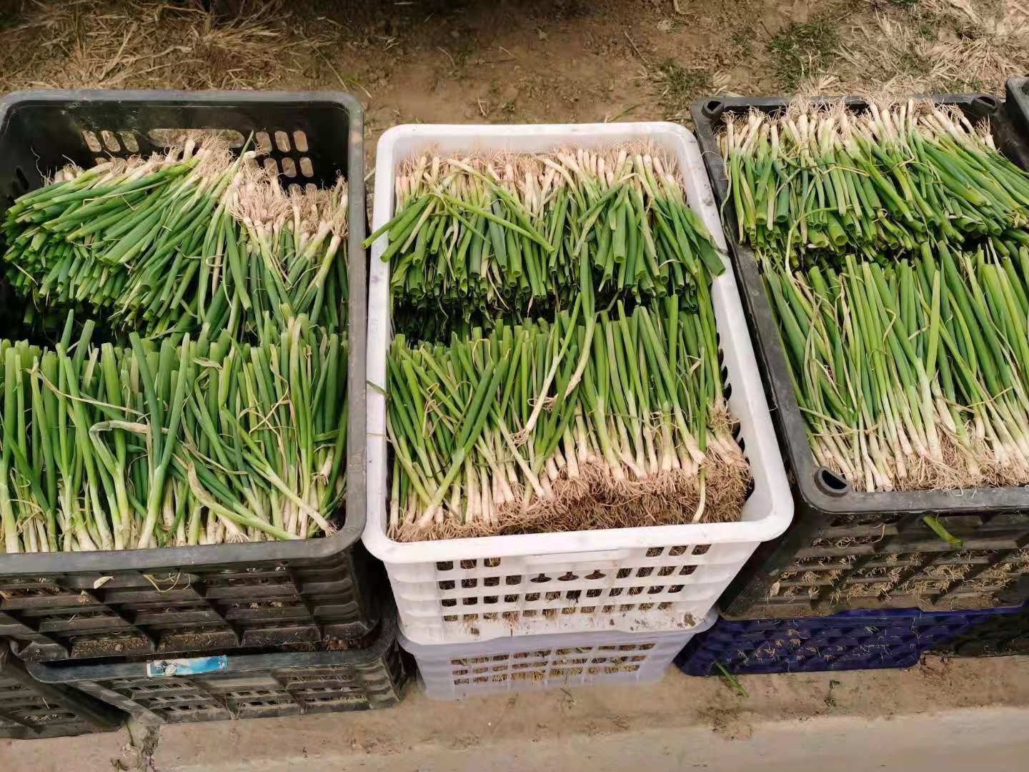 大蔥種植技術