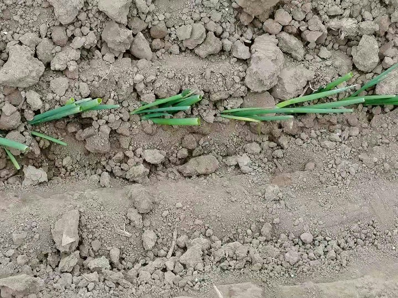 大蔥種植技術(shù)