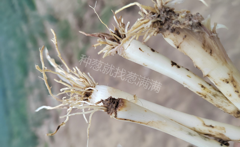 大蔥根系腐爛不長(zhǎng)
