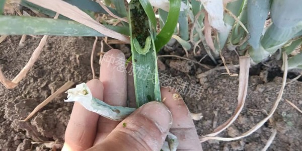 大蔥葉內有大青蟲子打什么藥?試試蔥滿滿的藥方
