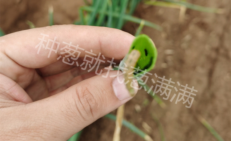 青蟲鉆到蔥管