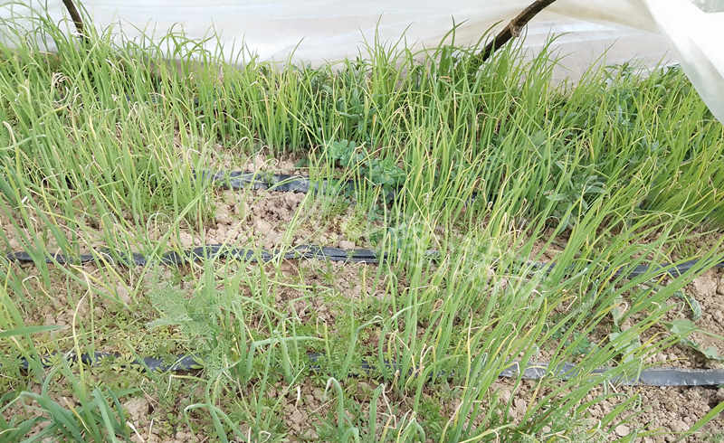 拱棚內雜草叢生