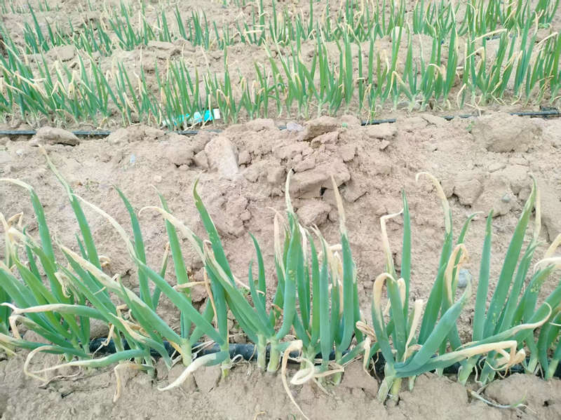 除草劑藥害河北大蔥