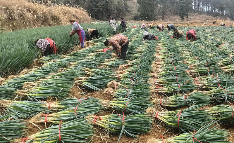大蔥收獲實況