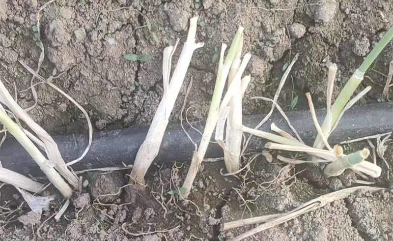大蔥移栽后澆水被燙死