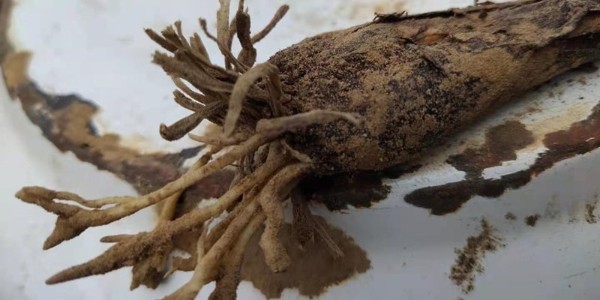 大蔥爛根有哪些原因?如何進行防治?