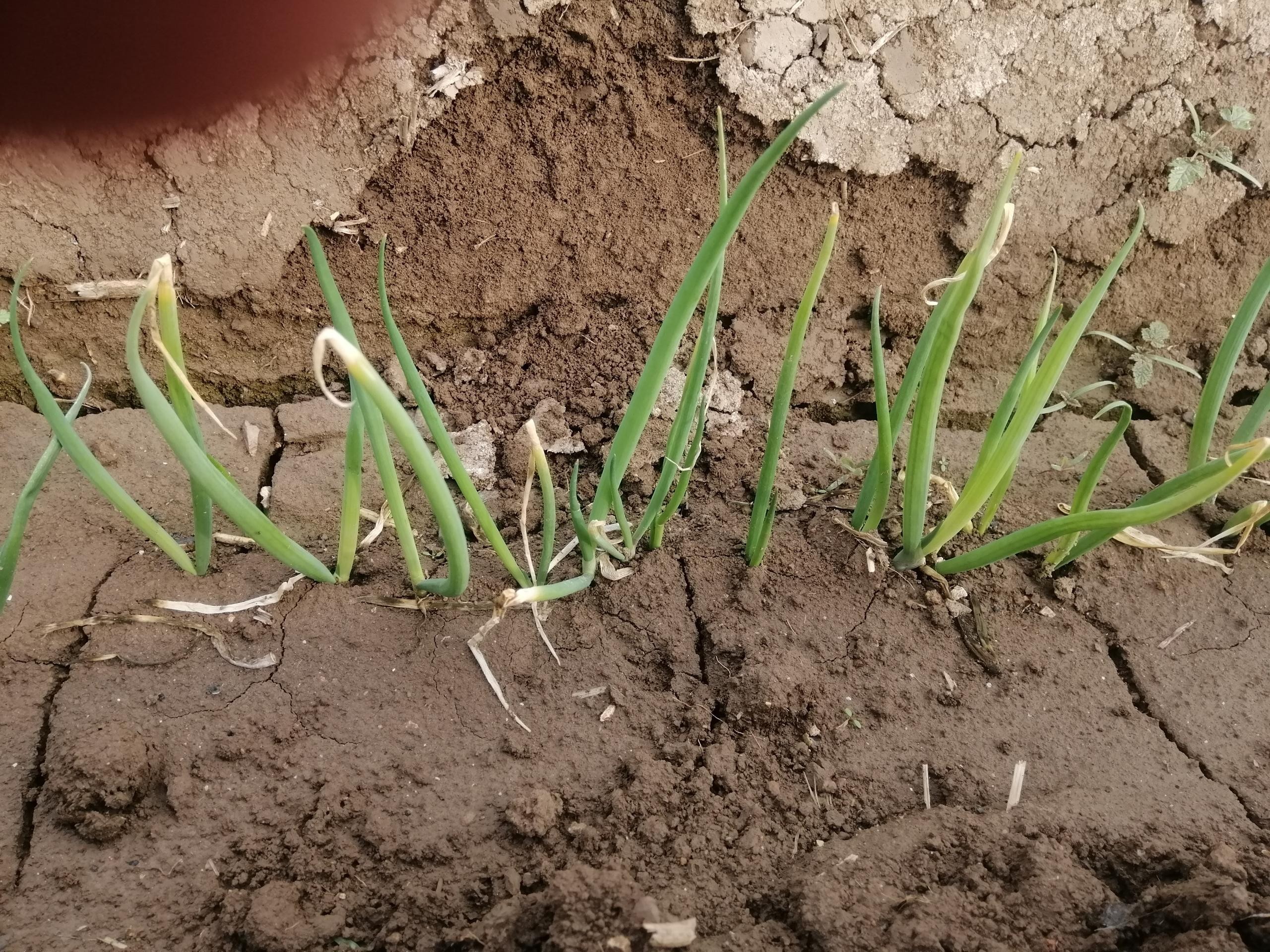 大蔥種植技術(shù)