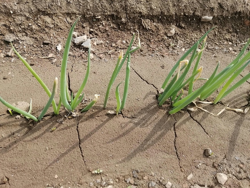 大蔥種植技術