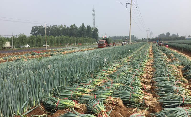 冬一心鋼蔥