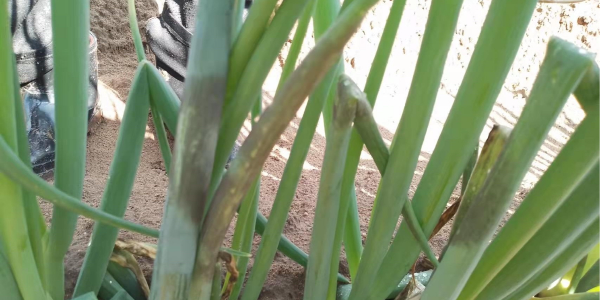 大蔥霜霉病都有哪些癥狀？用什么藥比較好？