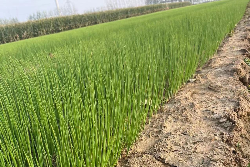 大蔥苗床