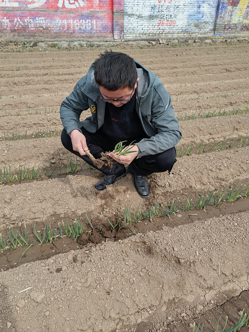 大蔥種植技術(shù)