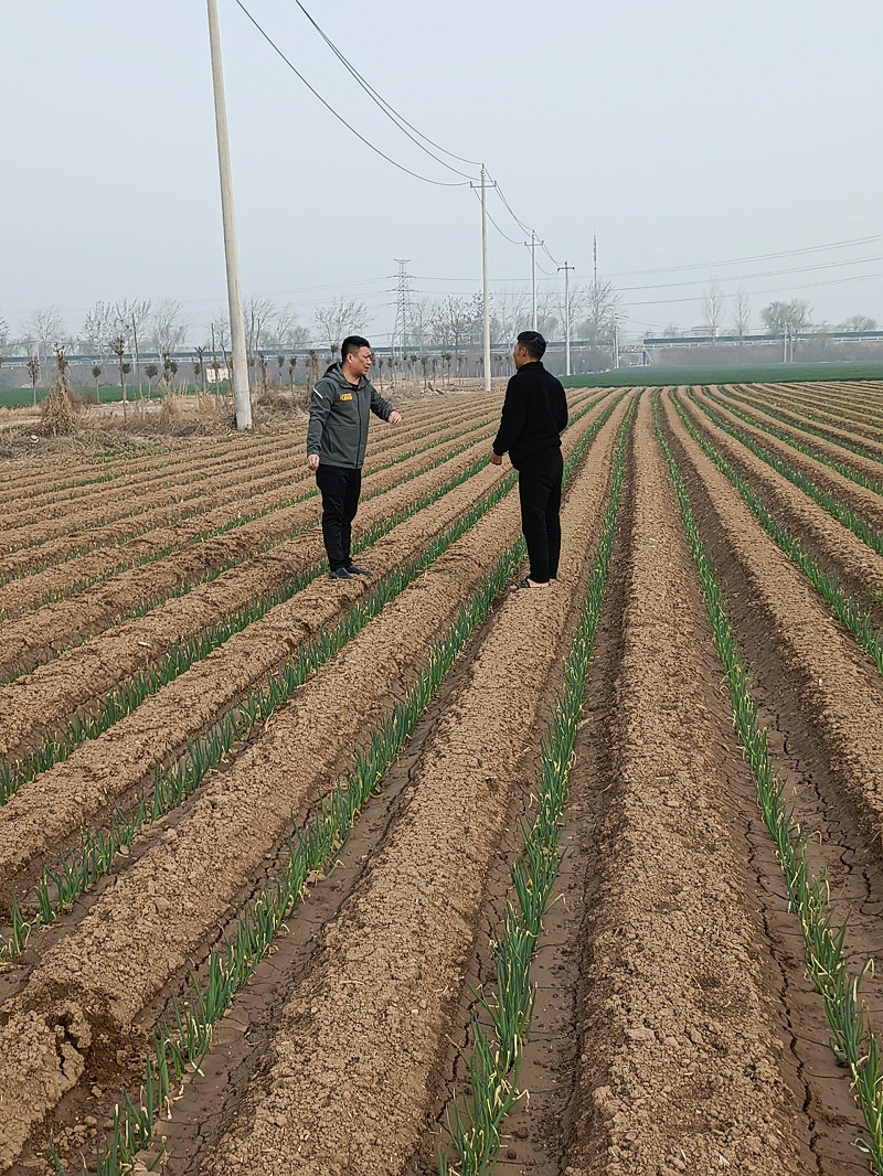 大蔥種植技術(shù)
