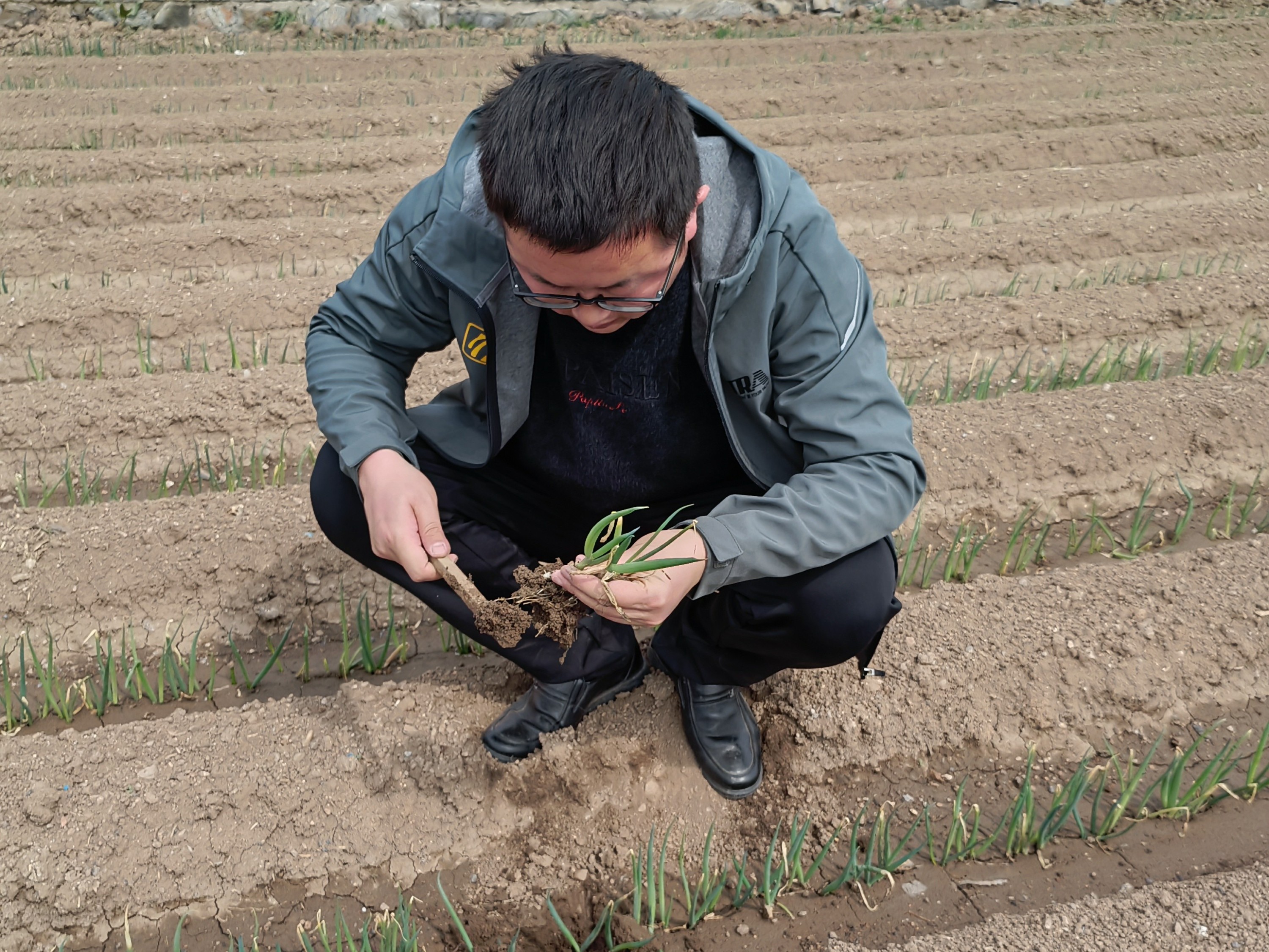 大蔥種植技術(shù)：冬蔥栽培定植時候應(yīng)該怎么樣管理？