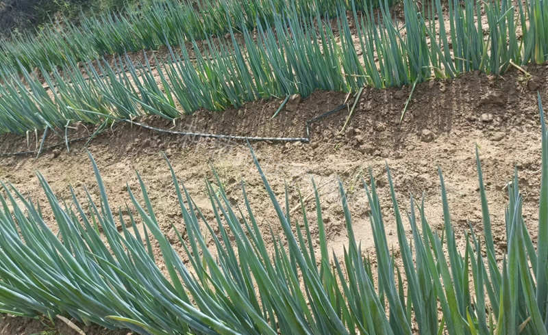 錦藏大蔥蔥田實拍