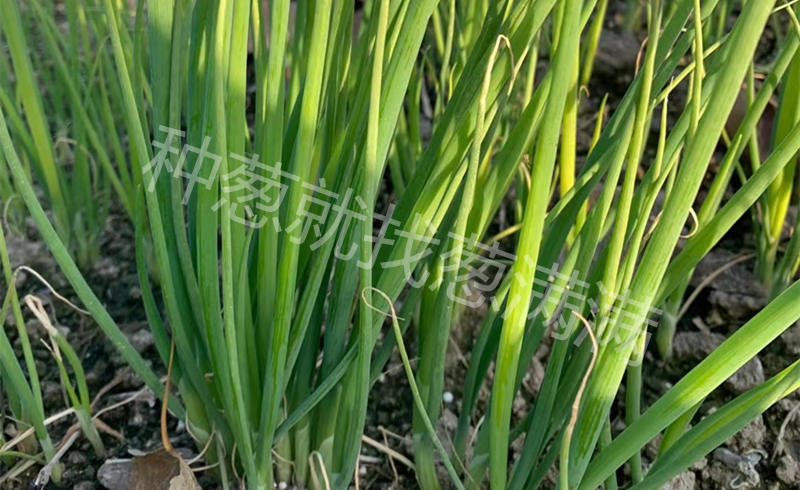 大蔥蔥苗實(shí)拍