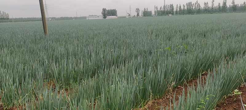 大蔥種植技術(shù)