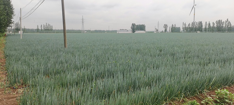 大蔥種植技術(shù)