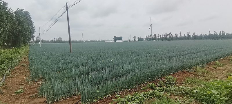大蔥種植技術(shù)