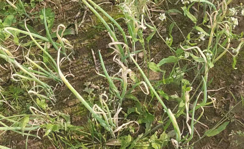 除草劑藥害河南淮陽_副本