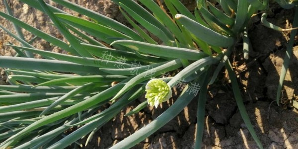 大蔥抽薹有哪些影響?大蔥抽苔后如何處理?