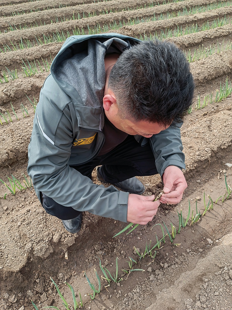 大蔥種植技術