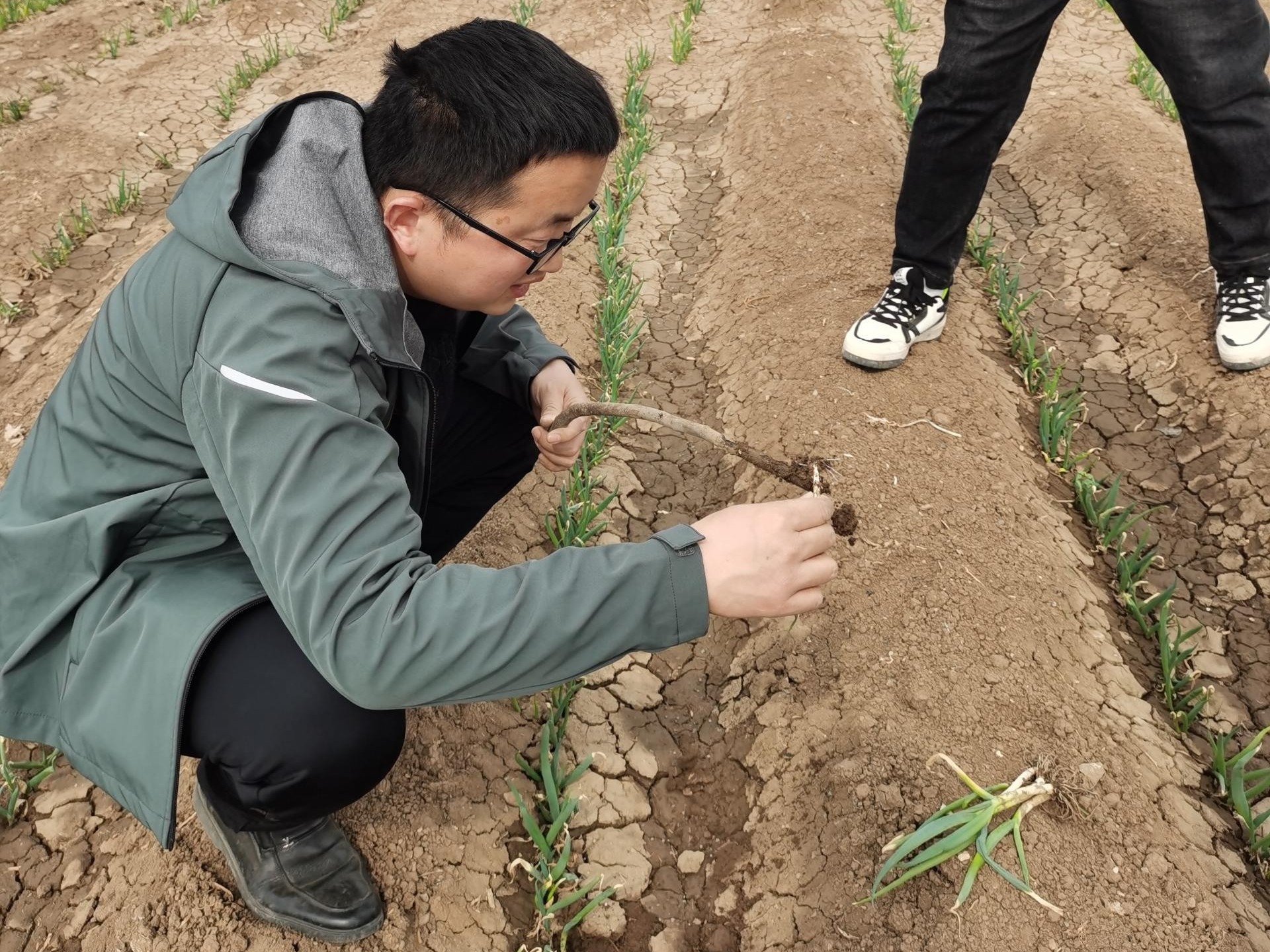 大蔥種植技術(shù)