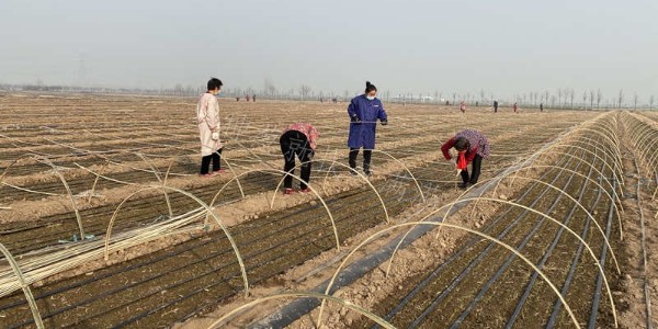冬天蔥苗需要澆水嗎?冬天大蔥苗床如何澆水?