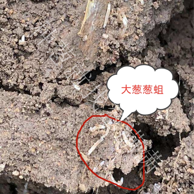 大蔥病蟲害