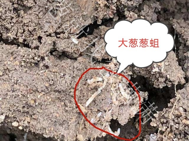 大蔥病蟲害：蔥地蛆危害有哪些影響？蔥地蛆如何防治？