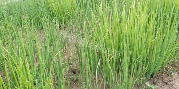 秋天大蔥育苗時間及品種