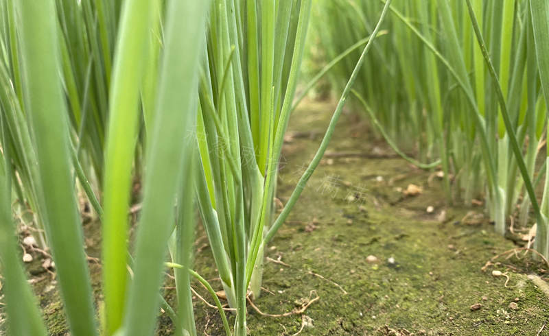 濮陽蔥苗苗床