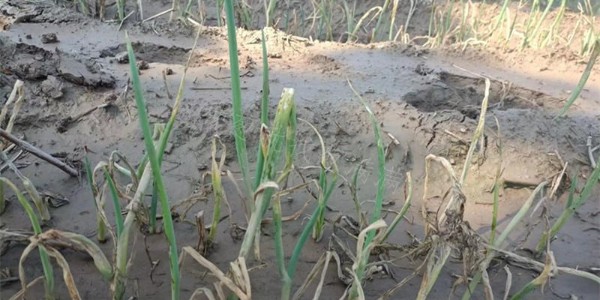 大蔥雨后急救措施三部曲你知道嗎