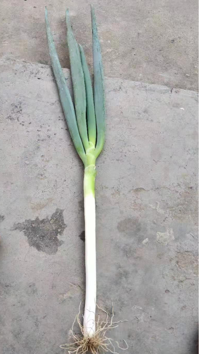 大蔥出售