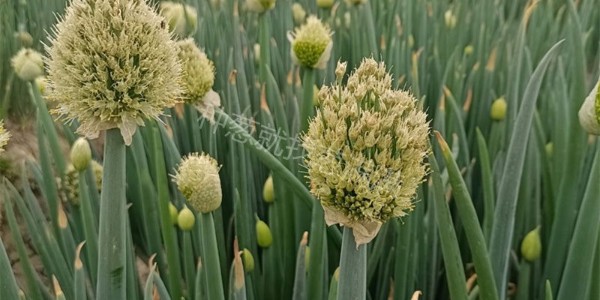 今年為什么這么多大蔥抽薹?大蔥抽苔怎么辦?