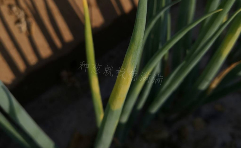 大蔥霜霉病