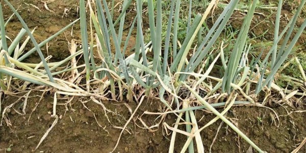 大蔥重茬地是什么?重茬地種蔥有哪些影響?
