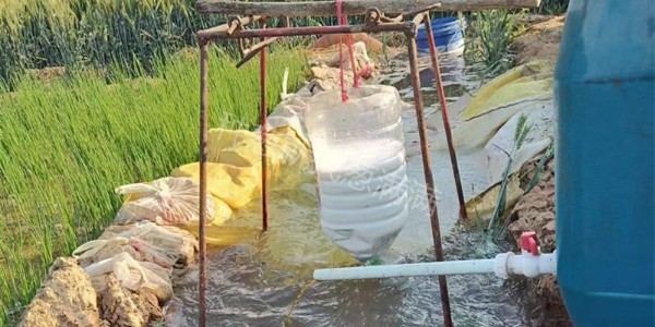 大蔥移栽后馬上澆水嗎？什么時候澆水合適