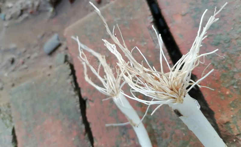 蔥苗出現根腐病