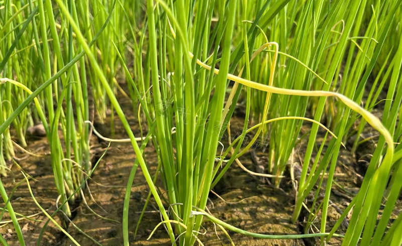 苗黃苗弱圖片實拍