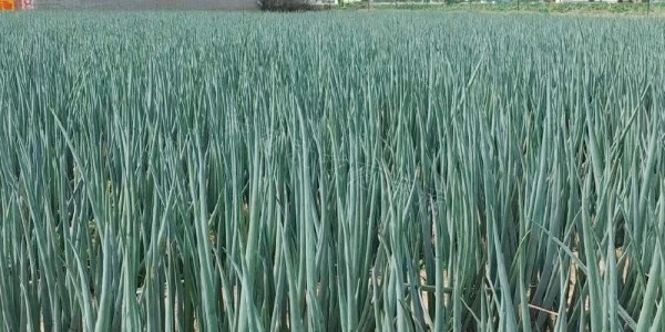種植大蔥應該如何用肥?