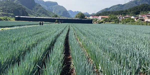 種植大蔥使用生長調節劑雖好,用法用量可要拿捏準