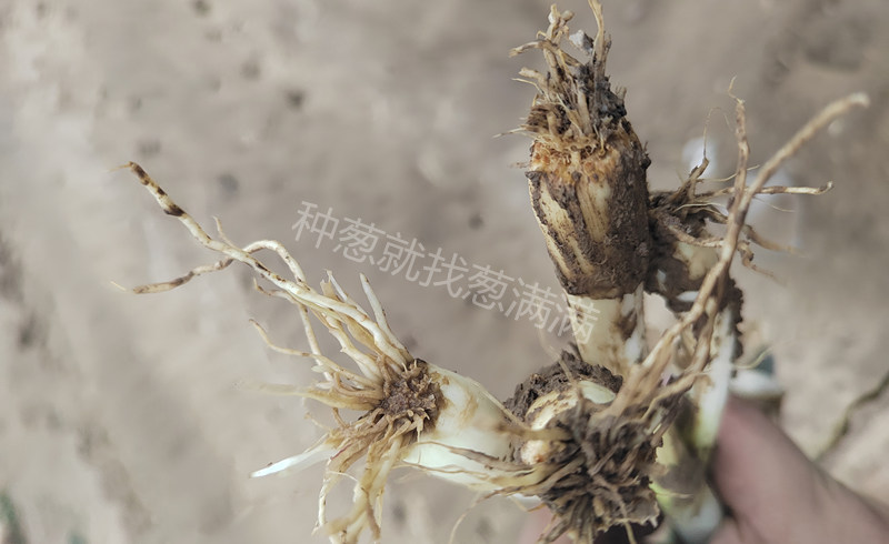 大蔥根部腐爛