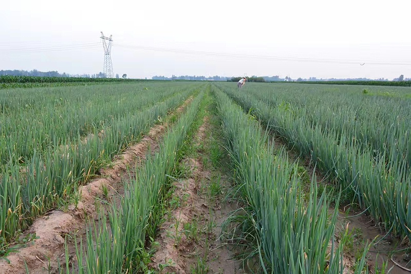 大蔥種植技術(shù)