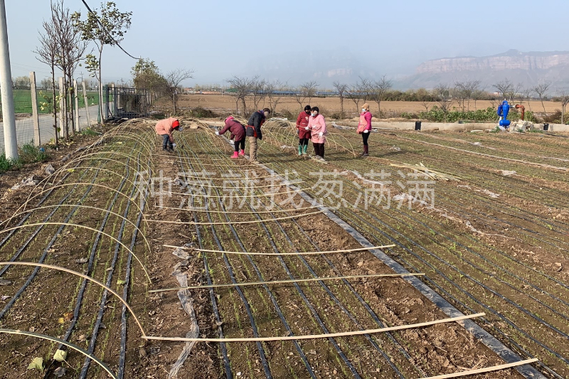 新鄉大蔥育苗