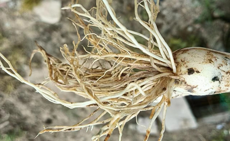 根腐移栽后連陰雨