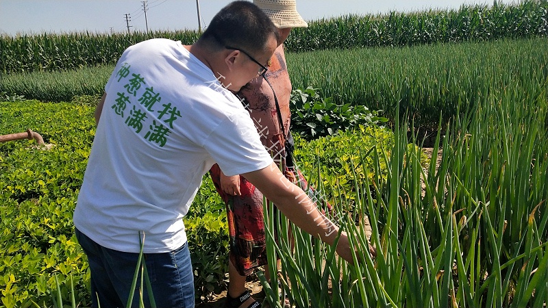 大蔥種植技術